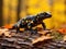 Fire salamander on forest floor