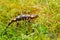 Fire salamander in the grass