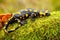 Fire salamander lying on green moss and fungi in Slovak nature