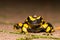 Fire salamander portrait