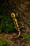 Fire salamander salamandra closeup forest outdoor