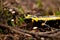 Fire salamander salamandra closeup in forest outdoor