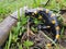 The Fire salamander - Salamandra salamandra