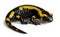 Fire salamander, Salamandra salamandra