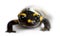 Fire salamander, Salamandra salamandra