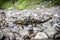 Fire salamander - Salamandra salamandra, animal portrait