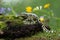 Fire salamander, salamandra salamandra, looking sideways from a moss covered tree in forest.