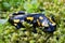 Fire salamander Salamandra salamandra in a nature