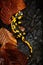 Fire salamander salamandra salamandra, poisoned amphibian. Wildlife scene from Czech Republic. Animals in natural environment