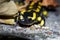 Fire salamander Salamandra salamandra Portrait Night Amphibian