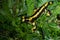 Fire salamander Salamandra salamandra Portrait Night Amphibian