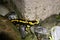 Fire salamander Salamandra salamandra Portrait Night Amphibian