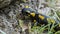 Fire salamander, Salamandra salamandra, Salamandra,