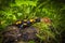 Fire salamander, Salamandra salamandra, sitting on a mossy stone in Protected Landscape Area Krivoklatsko in Czech Republic