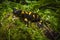 Fire salamander, Salamandra salamandra, sitting on a mossy stone in Protected Landscape Area Krivoklatsko in Czech Republic