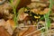 Fire salamander in a wood