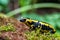 Fire Salamander with yellow spots in the forest