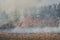 Fire set on corn field.Burning corn field after the harvest