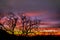 Fire Sky Tree Silhouette.