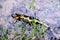 Fire spotted salamander in the grass in mountains. Close up of black and yellow Salamander in nature. Salamandra salamandra.