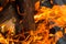 Fire texture close-up background burning log vertical design bright with long tongues sparks