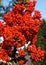 The fire thorns Pyracantha are a genus of evergreen shrubs from the rose family
