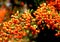 The fire thorns Pyracantha are a genus of evergreen shrubs from the rose family