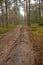 Fire-trench in the pine forest at summer