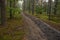 Fire-trench in the pine forest at summer