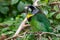 Fire Tufted Barbet Psilopogon pyrolophus  a green tropical bird native to Sumatra and the Malaysian Peninsula showing off its