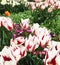 Fire tulip flower