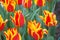 Fire tulips