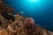 Fire urchin (asthenosoma marisrubri) in the Red Sea.