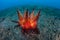 Fire Urchin on Seafloor in Indonesia