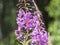 Fire weed, great willow herb,Chamaenerion angustifolium, blooming