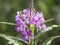 Fire weed, great willow herb,Chamaenerion angustifolium, blooming