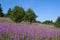 The fire weed Located in the Bavarian Mountains