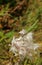 Fire weed Seedpods