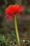 Fireball Lily - Scadoxus multiflorus