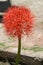 Fireball Lily (Scadoxus multiflorus) in bloom in a park : pix SShukla