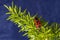 Firebug on an Asparagus Leaf