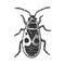 firebug beetle bug sketch vector illustration