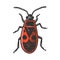firebug beetle bug sketch vector illustration