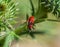 Firebug on a common thistle