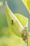 Firebug on a Fruit of Asclepias Syriaca