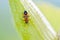 Firebug on a Fruit of Asclepias Syriaca