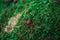 Firebug on the green moss