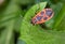 Firebug on a leaf