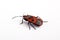 Firebug (Pyrrhocoris apterus)