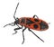 Firebug, Pyrrhocoris apterus